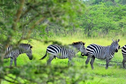 Tour di 1 giorno sul Lago Mburo da Kampala