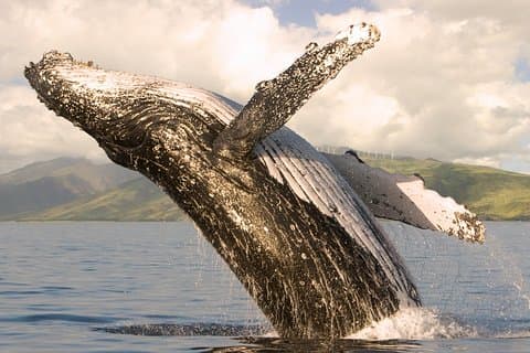 Deluxe hvalovervågning sejl på Maui