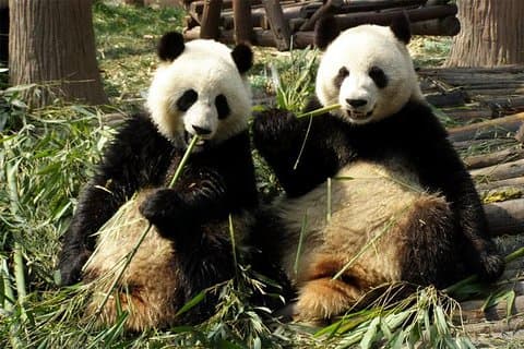 Private Tagestour: Dujiangyan Panda Base Freiwilligenarbeit aus Chengdu