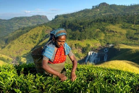Visite de la plantation de thé au départ de Kandy