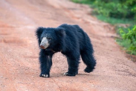 Tour de maravillas salvajes y espacios sagrados desde Galle (2 días)