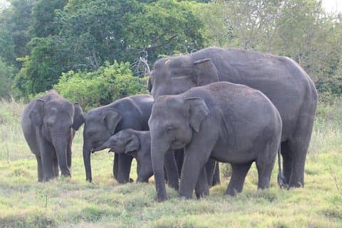 Wildlife and World Heritage Tour from Hikkaduwa (2 Days)