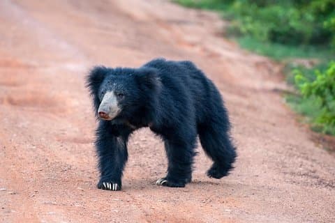 Wild Wonders and Sacred Spaces Tour from Hikkaduwa (2 Days)