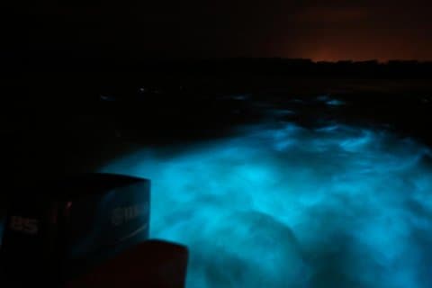 Luminous Lagoon-Night Tour (Falmouth, Ocho Rios or Montego)