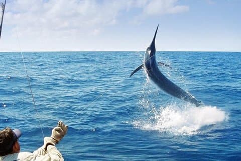Deep Sea Fishing Ocho Rios