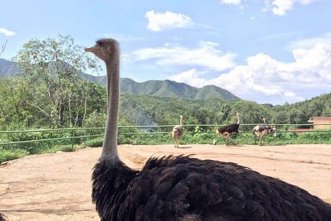 Transferência Privada entre o Badaling Wildlife Park e o Beijing City Hotel