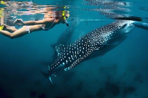 Walvis-haai snorkel excursie naar La Paz
