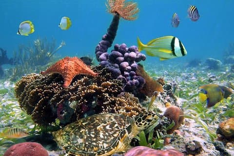 Full-Day Speedboat Tour, Wildlife og Snorkeling i Bocas del Toro i Panama