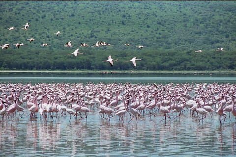 Dagtour van het nationale park en het meer van Nakuru vanuit Nairobi