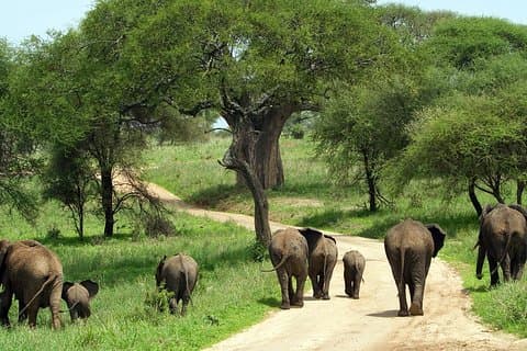 Tour guidato del Parco Nazionale del Tarangire da Arusha