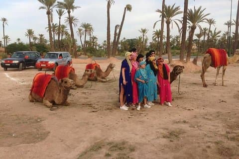 Sunset Camel Ride In Marrakech Palm Grove
