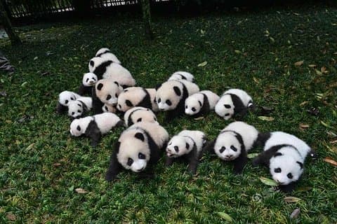 1-daagse Dujiangyan Panda Base Vrijwilligersprogramma Tour vanuit Chengdu