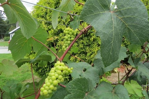 Fraser Valley Winery Tour