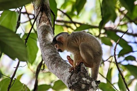 3 días y 2 noches: Selva Tambopata