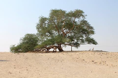 Nature Flora and Fauna Trip from Manama