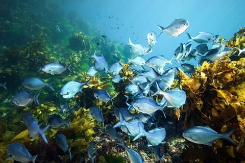 Full-Day Scuba Dive Charter per Hen Island