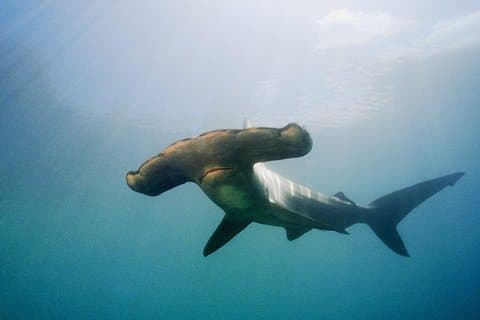 Journée complète de plongée sous-marine: Expérience Hammerhead de Warkworth