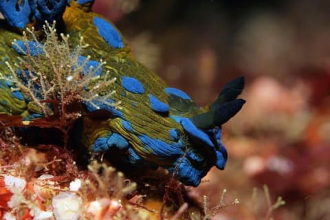 Full-Day (2 dives) Scuba Diving at Goat Island Marine Reserve