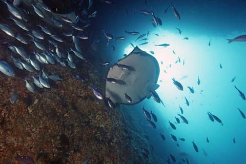 Poor Knights Dive Charter