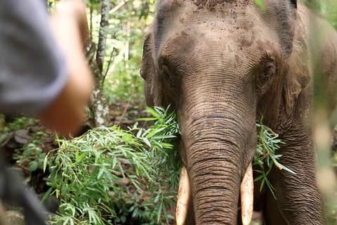Sanctuaire d'éléphants Spirit 2 jours à Chiang Mai