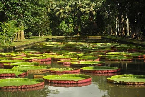 Visita guiada histórica privada, City-SugarWorld-Botanical Garden - Mín. 2 pessoas