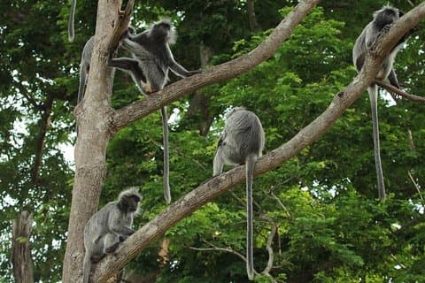 Silver Leaf Monkeys and Firefly Tour with Boat Ride and Seafood Dinner