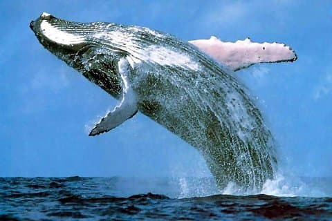 Platinum Whale Sightseeing y Cayo Levantado Island Tour