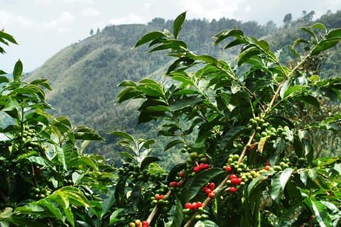 Blue Mountain Coffee Tour vanuit Runaway Bay