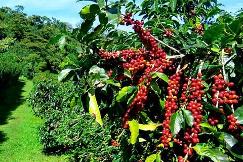 Blue Mountain Coffee Tour d'Ocho Rios