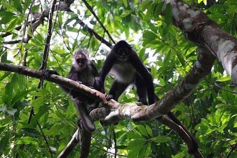 Monkey River Wildlife Encounters and Manatee Watch