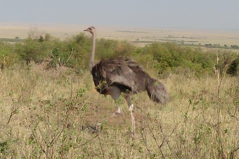 Excursion d'une journée au parc national de Samburu à Nyeri