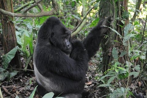 Gorilla Tracking Og Maasai Mara Safaris
