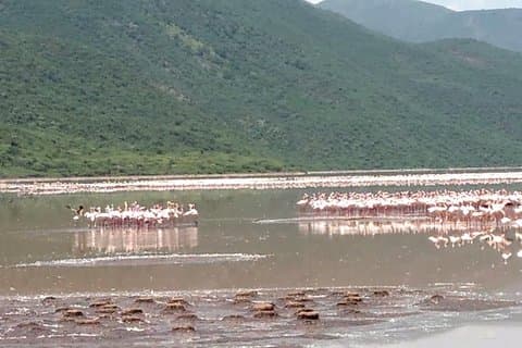 Lake Bogoria Flamingos Tour från Nairobi
