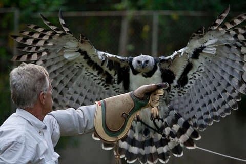 Prive-tour in Ribatejo met Falcon kijken, lunch en typische dorpjes