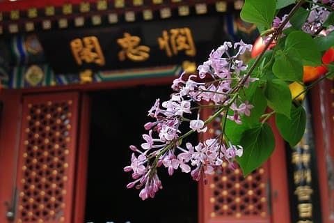 Tour privato di Pechino al Tempio Fayuan con degustazione di tè presso Maliandao Tea Street