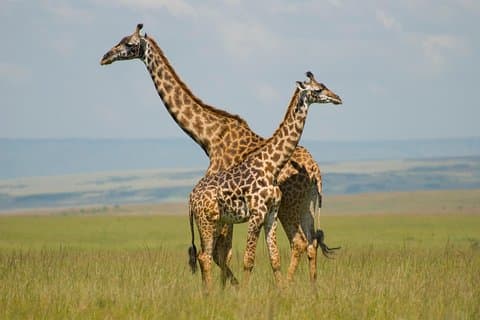 3 dager Masai Mara-gruppe