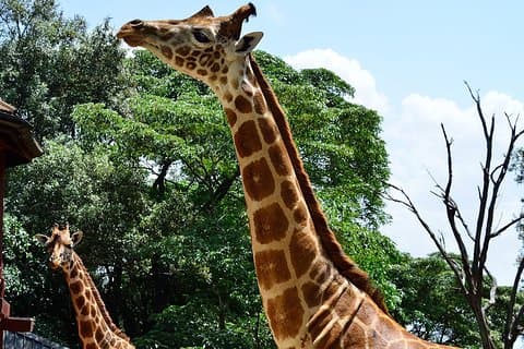 Halve dagtrip naar het Giraffe Center vanuit Nairobi