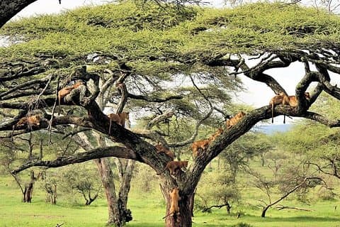8Tag Best of Tansania Wildlife Lodge Safari