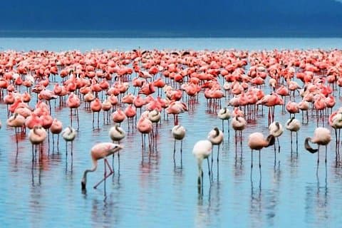 2-Day Tanzania Camping Safari: Lake Manyara & Ngorongoro Crater from Arusha