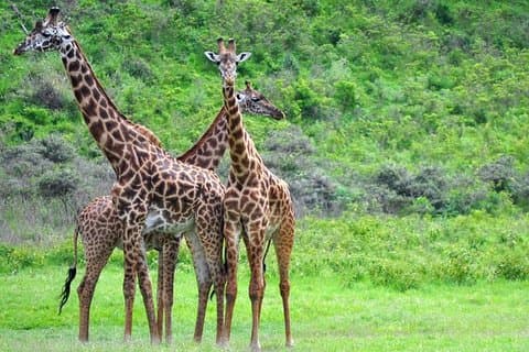 Arusha National Park Guidet Dagstur fra Arusha