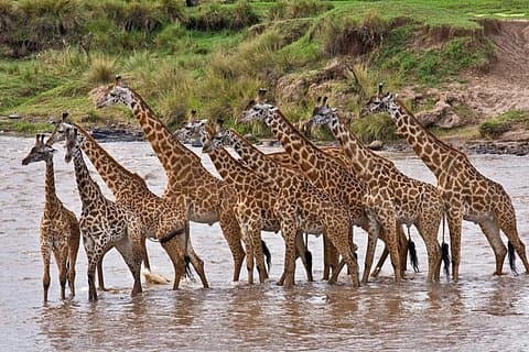 Il miglior safari naturalistico di 4 giorni: Amboseli, Tsavo West e Tsavo East Safari privato