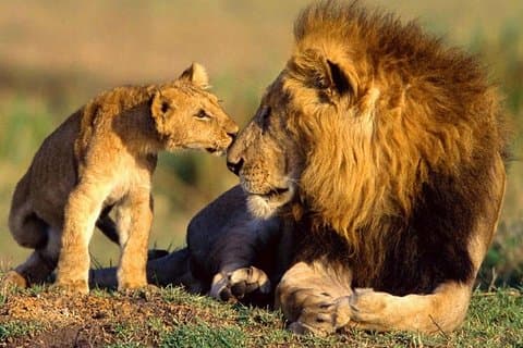 9-Days Best Kenya Wildlife Private Family Safari from Nairobi