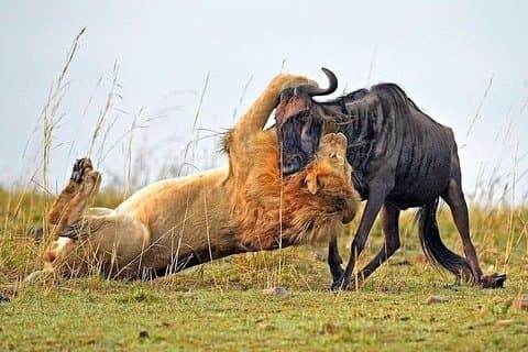 Daily Departures: 4 Day Masai Mara Camping Guided Safari From Nairobi