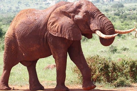 3 dages Tsavo East & Tsavo West Wildlife Safari fra Mombasa