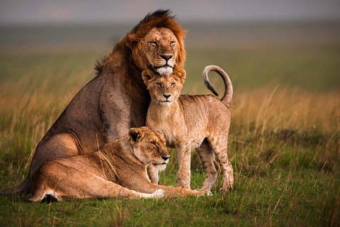 4 dagars Masai Mara och Lake Nakuru Luxury Safari på 4x4 Jeep