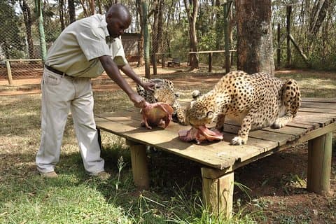 ナイロビ動物孤児院、サファリウォーク＆ボマス文化ダンスショー