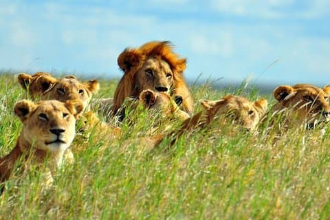 Safari animalier Big 5 à couper le souffle de 7 jours au Kenya
