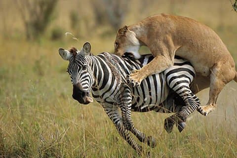 3 jours, 2 nuits Groupe Masai Mara Rejoindre Safari en Landcruiser