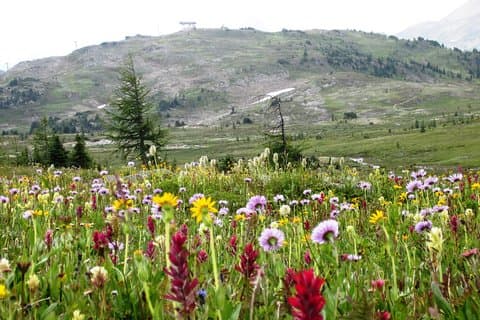 Sunshine Meadows Vistas - Geführte Wanderung (leicht)