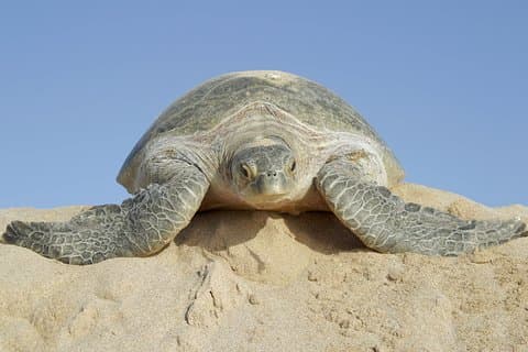 5-Tage-Paket „Juwelen des Oman“.